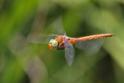 Aeshna isoceles (Green-eyed Hawker) female 7.JPG